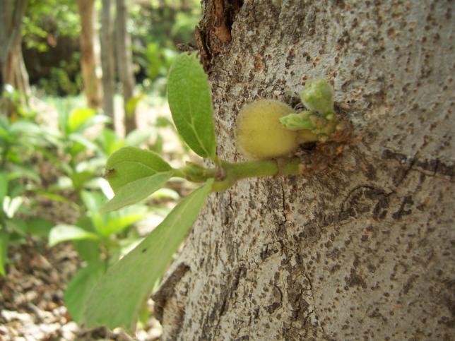 Ficus glomerata Roxb. Family-Moraceae Hindi name-gular, Umar Location-Ekant/Kolar Park, Bhopal Distribution- Common throughout India.