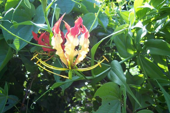 Gloriosa superba L. Family-Liliaceae Hindi name-kalihari English name-glory Lily Location-Berasia Distribution- A small genus of ornament at climbing herbs native of Tropical Asia and Africa.