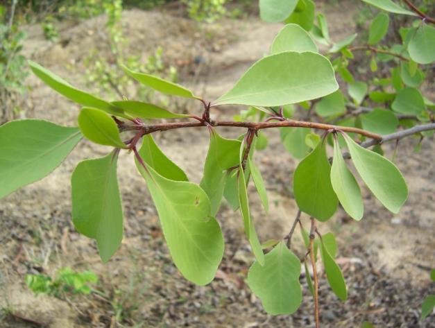 Gymnosporia rothiana (Wight & Arn.) Family-Celastraceae Hindi name- Bharati English name- Location-Kolar park, Bhopal Distribution- Throughout India. Description- Thorns long straight and sharp.