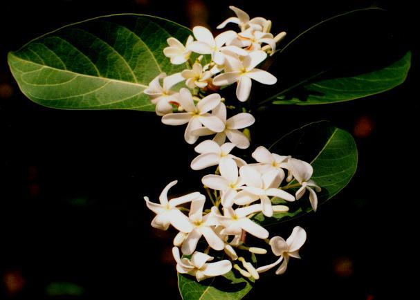 Holarrhena pubescens (Buch.- Ham.)Wallich. Family-Apocynaceae Hindi name-kuruchi English name- Location-Common, Bhopal Distribution- Through out India and Tropical Africa.