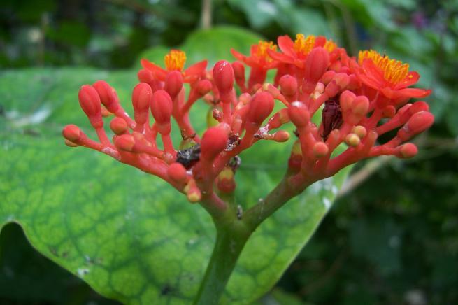 Jatropha podagrica Hook. Family-Euphorbiaceae Hindi name- Safed Arand English name- Location-Common, Bhopal Distribution- Naturalized in wastelands.