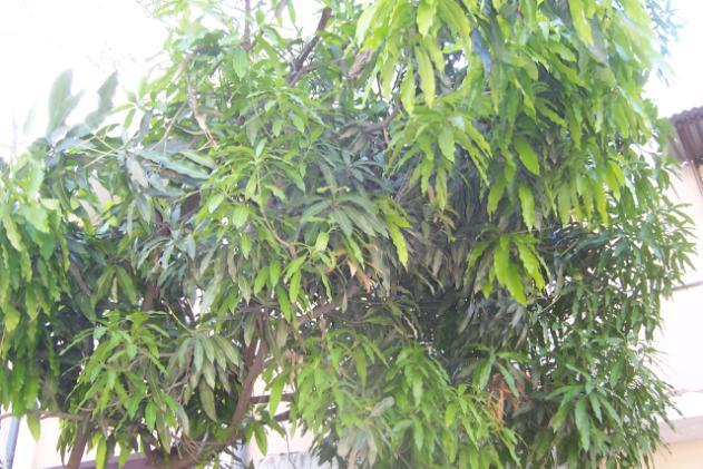 Mangifera indica L. Family-Anacardiaceae Hindi name-aam English name-mango Location- Common, Bhopal Distribution- Throughout the plains of India.