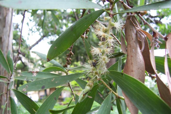 Melaleuca leucadendron L. Family-Myrtaceae Hindi name-kayaputri English name-cajeput Tree Location- MLB Campus, Bhopal Distribution- Native of Malaya, Burma and Australia.
