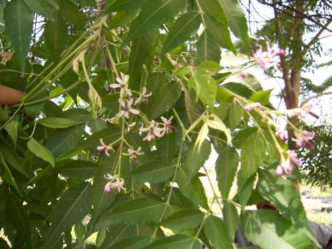 Melia azedarach L. Family-Meliaceae Hindi name-bakain English name- Persian Lilac Location-Ekant/Kolar Park, Bhopal Distribution- Throughout the plains of India.