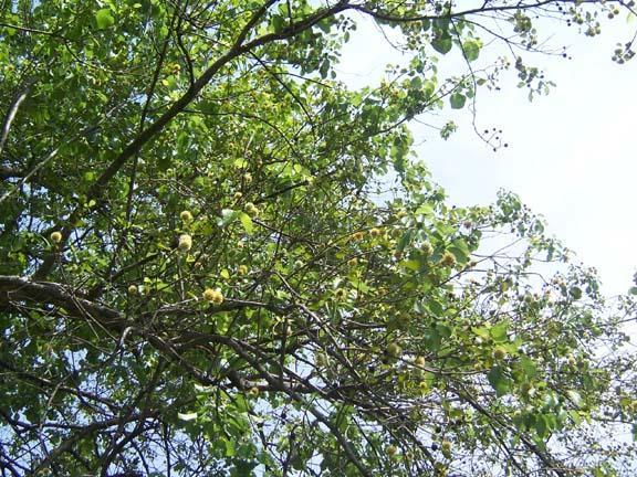 Mitragyna parvifolia (Roxb.) Korth. Family-Rubiaceae Hindi name-kaim English name- Location- Kartoli forest, Raisen Distribution- All through the plains of India.