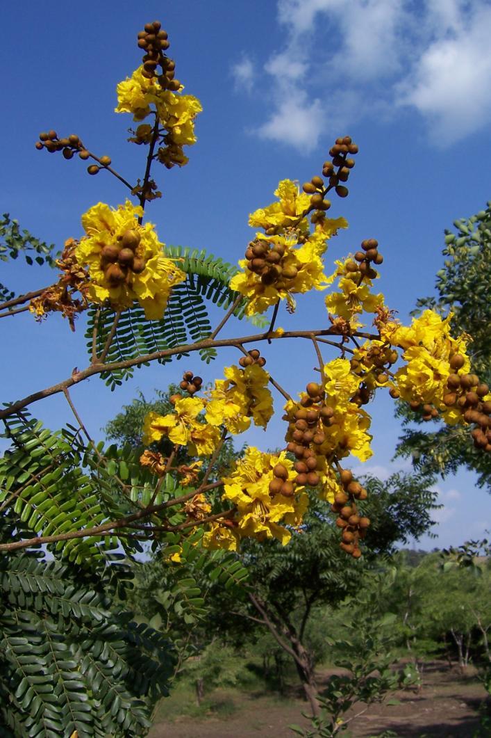 Peltophorum ferrugineum (Decne) Benth. Family-Caesalpiniaceae Hindi name-peltoforum English name-yellow Flame Tree Location- Common, Bhopal Distribution- Native of Sri Lanka, In tropical regions.