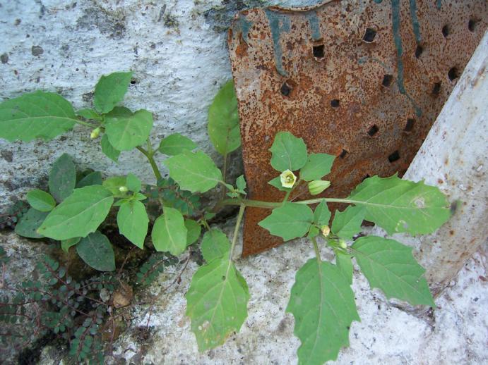 Physalis minima L. Family Solanaceae Hindi name- Bandhapariya English name- Country Gooseberry Location - common Distribution- More or less through out India, Ceylon. Tropical Africa and Australia.