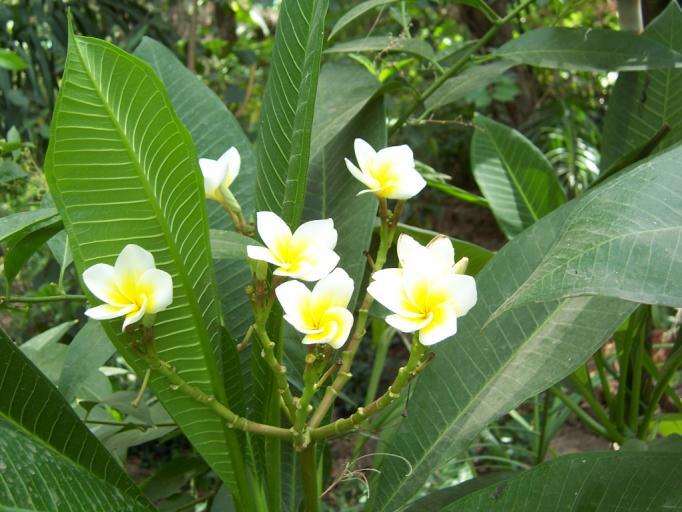 Plumeria acuminata L. Family-Apocynaceae Hindi name-champa English name- Pagoda Tree Location- Ekant/Kolar Park, Bhopal Distribution- Throughout India.