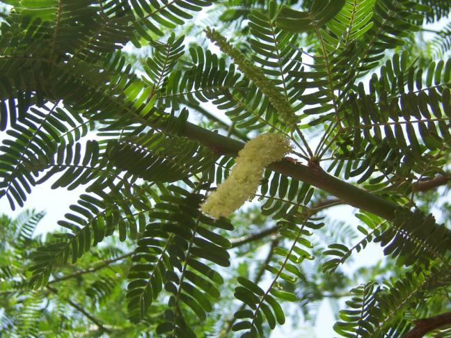 Prosopis juliflora Family Mimosaceae Hindi name-kabuli Kikar English name Mesquit Location - common Distribution- Through out the arid zones of Northern India. Description- A medium sized tree.