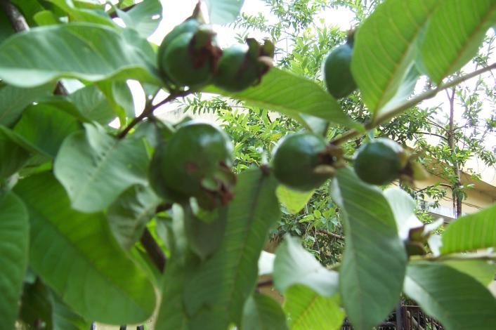 Psidium guajava L. Family-Myrtaceae Hindi name-amrood English name-guava Location- Common, Bhopal Distribution- Throughout the plains of India, Specially the Indo-gangetic region.