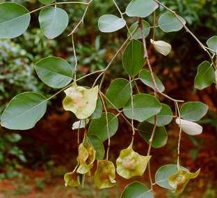 Pterocarpus santalinus L.f.