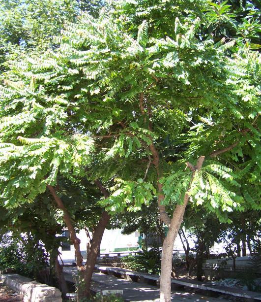Putranjiva roxburghii Wall. Family-Euphorbiaceae Hindi name-jalpitri, Putranjia English name-mild Olive tree Location- Common, Bhopal Distribution: Throughout India.