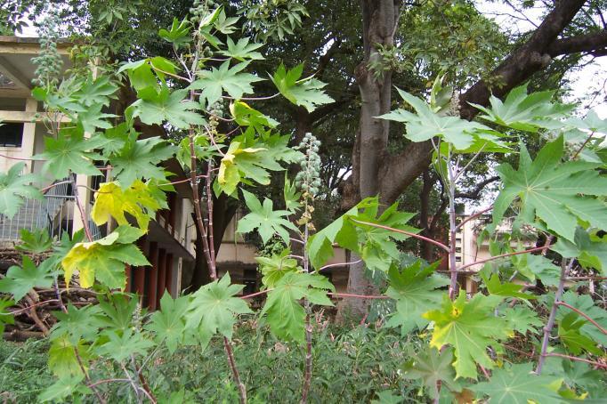 Ricinus communis L. Family-Euphorbiaceae Hindi name-arandi English name-castor Location- Common, Bhopal Distribution- Probably of African origins, now widely cultivated in tropical countries.