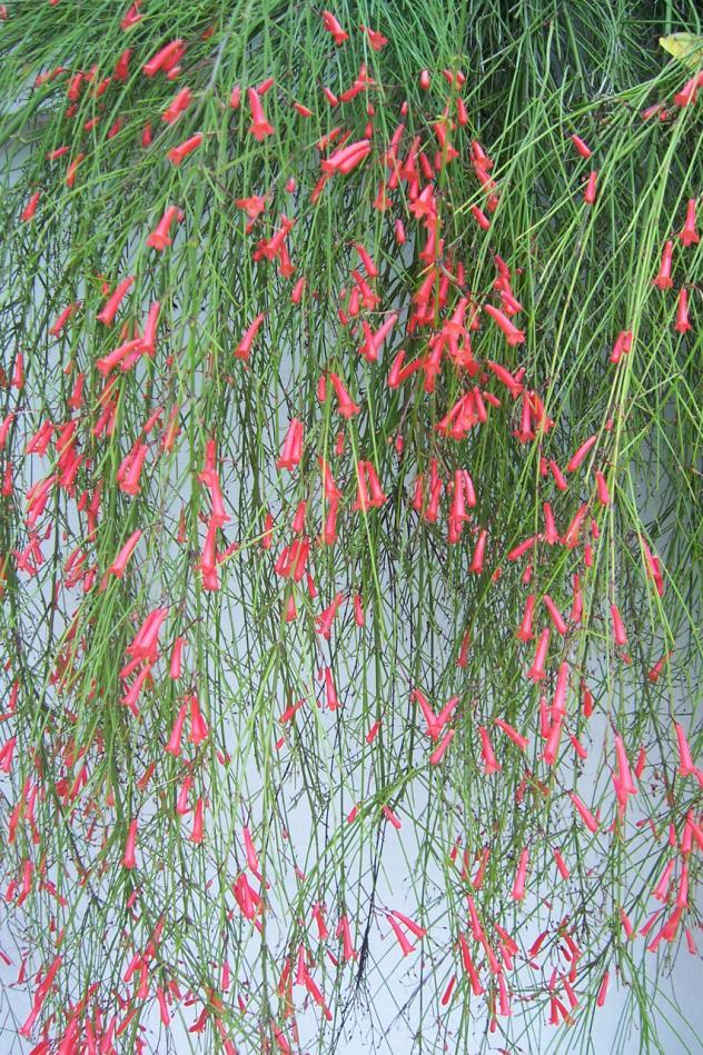Russelia equisetiformis Schlecht. & Cham. Family Rusaceae Hindi name- English name The coral Fountain or firecracker plant Location - common Distribution- Through out the plains of India.