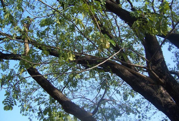 Samanea saman (Jacq.)Merr. Family-Mimosaceae Hindi name-vilayati siris English name-rain Tree Location- Common, Bhopal Distribution- A native of tropical America and West Indies.