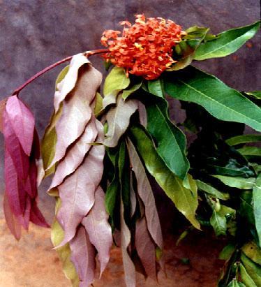 Saraca indica Family Caesalpiniaceae Hindi name-sita Ashok English name- Ashoka Location - Distribution- Cultivated in gardens. Through out the plains of India.