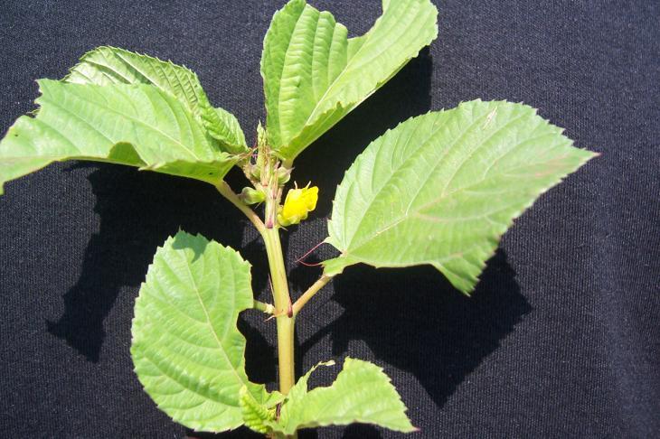 Sida cordifolia L. Family-Malvaceae Hindi name- Kungyi English name- Location-Common, Bhopal Distribution- Throughout the hotter part of India, and tropics generally.