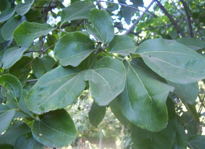 Strychnos nux-vomica L. Family-Loganiaceae Hindi name-kuchla English name-nuxvomica Tree Location- Ekant Park, Bhopal Distribution- Throughout the tropical forests of India.