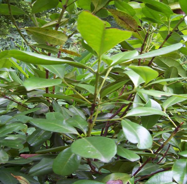 Syzygium aromaticum (L.) Merrill & Perry Family-Myrtaceae Hindi name- Laung, Lavanga English name- Clove tree, Cloves Location-Ekant park, Bhopal Distribution- Cultivated in South India.