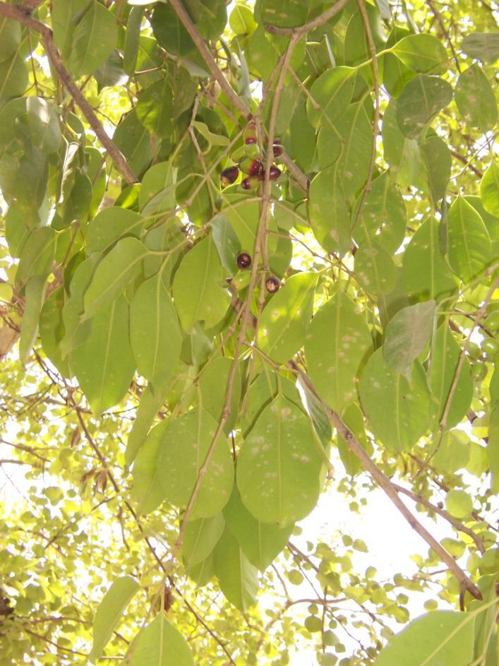 Syzygium cumini (L.) Skeels. Family-Myrtaceae Hindi name-jamun English name- Black Plum Location-Ekant/Kolar Park, Bhopal Distribution- Throughout India, Sri Lanka, Malaya and Australia.