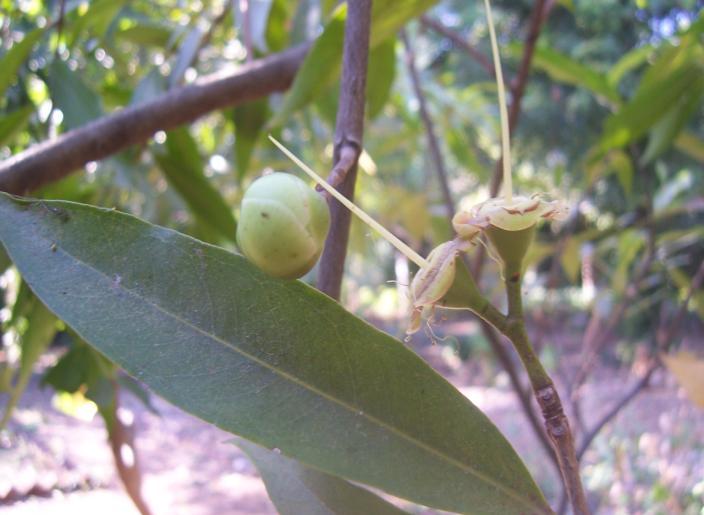 Syzygium jambos (L.) Alston. Family Myrtaceae Hindi name-gulab Jamun English name- Rose- Apple Location- Ekant Park, Bhopal, Distribution- Throughout India.