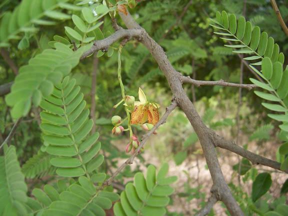 Tamarindus indica L. Family-Caesalpiniaceae Hindi name-imli English name- Tamarind Location-Kolar Park, Bhopal Distribution- Believed to be indigenous to Tropical Africa.