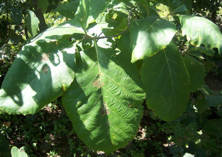 Tectona grandis L.f. Family-Verbenaceae Hindi name-sagon English name-teak Tree Location- Ekant Park, Bhopal Distribution- Madhya Pradesh and Uttar Pradesh.