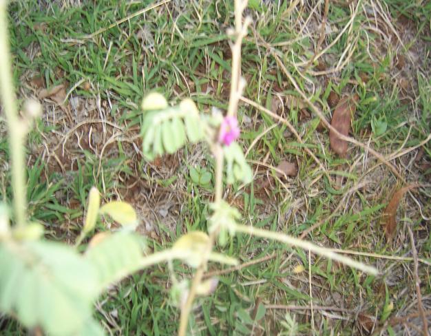 Tephrosia purpurea (L.) Pers.