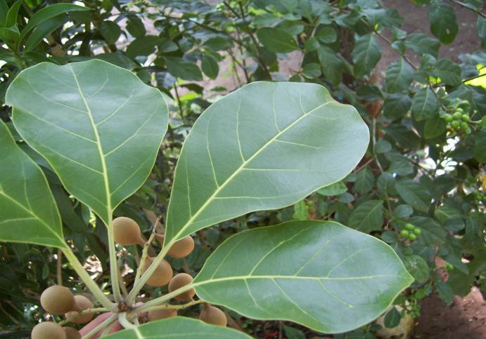 Terminalia bellerica Roxb. Family-Combretaceae Hindi name-bahera English name- Beleric Myrobalan Location-Ekant Park, Bhopal Distribution- Found in forest areas. Almost throughout India and Sri Lanka.