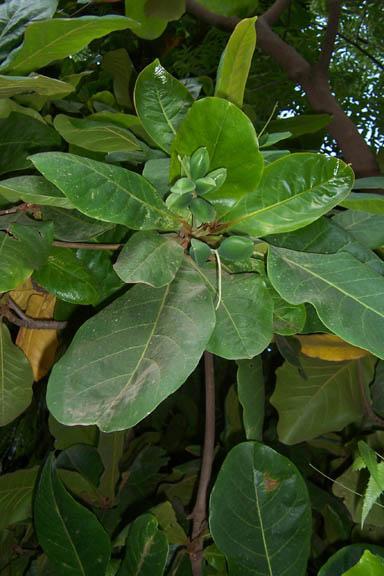 Terminalia catappa Linn. Family-Combretaceae Hindi name-jungli Badam English name- Indian Almond Location-PGBT College, Bhopal Distribution- Cultivated in gardens. Native to Moluccas, Andaman Island.
