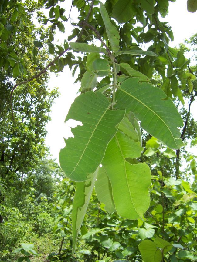 Terminalia tomentosa W & A Family-Combretaceae Hindi name-saj English name-ain Tree Location-Raisen Distribution- Throughout the moist regions of India, Sri Lanka. Cultivated in lawns and roadsides.
