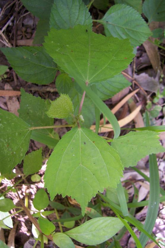 Triumfetta rhomboidea Lam. Family Tiliaceae Location - common Distribution- Punjab, Bengal and South ward to Mysore also in Burma. Description- An undershrub, suffruticose.