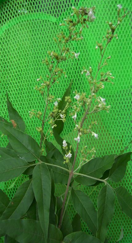 Vitex nigundo L. Family-Verbenaceae Hindi name-sambhalu, Nirgudi English name- Location-Common, Bhopal Distribution- India Srilanka, Afghanistan, Philippine Island. Description- A large shrub, 1.5 2.