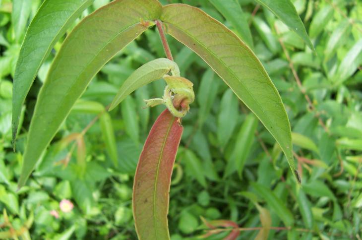 Woodfordia fruticosa (L.) Kurz. Family Lythraceae Hindi name- Dharu-Dhao English Name- The red bell bush Location- Common in Bhopal, Raisen & Vidisha.