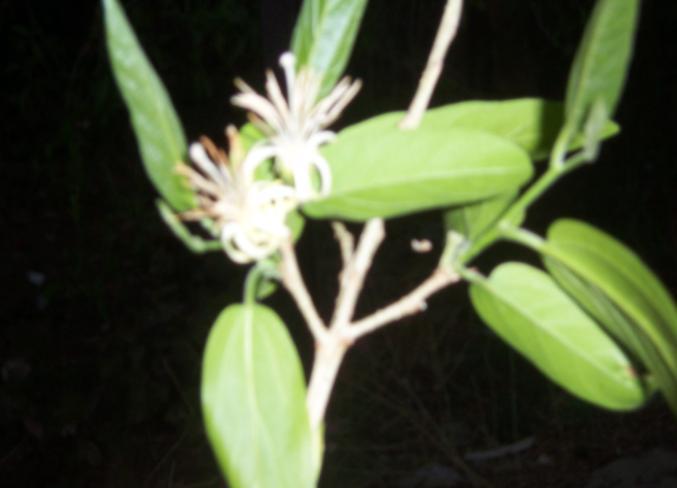 Alangium salvifolium (Linn. f. )Wang. Family Alangiaceae Hindi name-akol, Angol,Dhera English name-sage leaved Tree Location- Kohefija, Kolar Park in Bhopal,Raisen & Vidisha.
