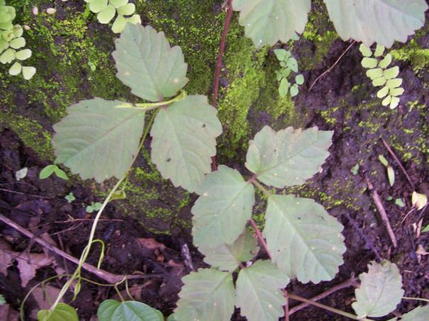 Cayratia cornosa Wall. Family-Vitaceae Hindi name-amalbel, Gidardrak, Ramchana English name- Location-Common, Bhopal Distribution- Throughout on the hills, west coast and western ghats in India.