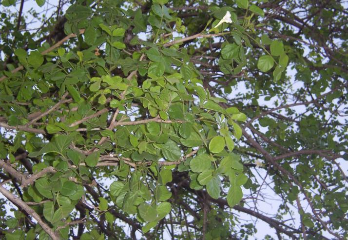 Dolichandrone falcata Seem. Family-Bignoniaceae Hindi name- Mersingi English name- Location-Common, Bhopal Distribution- Throughout India, Burma, Malaya.