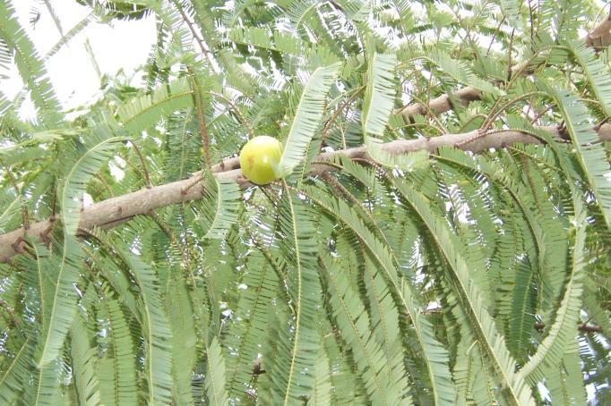 Emblica officinalis Gaertn. Family-Euphorbiaceae Hindi name-aola, Amla English name-emblic myrobolan Location-Common Distribution- Throughout tropical India, Sri Lanka, China and Malay islands.