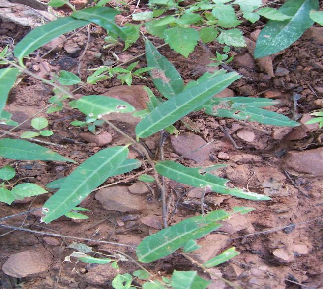 Hemidesmus indicus Shults. Family-Asclepiadaceae Hindi name- Anantmool, Kapoori English name-the Indian sarsaparila Location-Common, Bhopal Distribution- Throughout India and Srilanka.