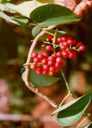 Tinospora cordifolia (Willd.)Miers. Family-Menispermaceae Hindi name-gulancha, Gulel, Gurbel Location-Common, Bhopal Distribution- Throughout the tropical India, also in Burma and Srilanka.