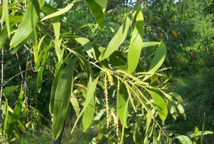 leaflets 10-25 pairs. Flowers pale yellow or whitish, sweet scented in large, leafless densely tomentose panicle. Pods 8-12 in one row.