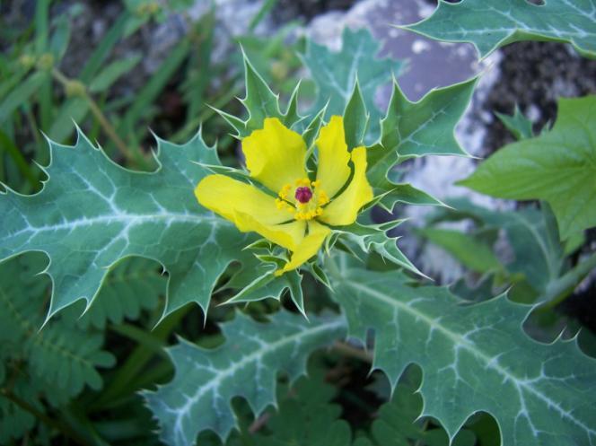 Argemone maxicana L. Family-Papaveraceae Hindi name-pili kateri English name- Prickly Poppy Location-Common, Bhopal Distribution- Introduced from Mexico.Now it is naturalized throughout India.