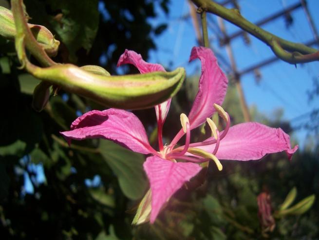 Bauhinia variegata L. Family-Caesalpiniaceae Hindi name-kachnar English name- Location-Common, Bhopal Distribution- Throughout the plains of India.