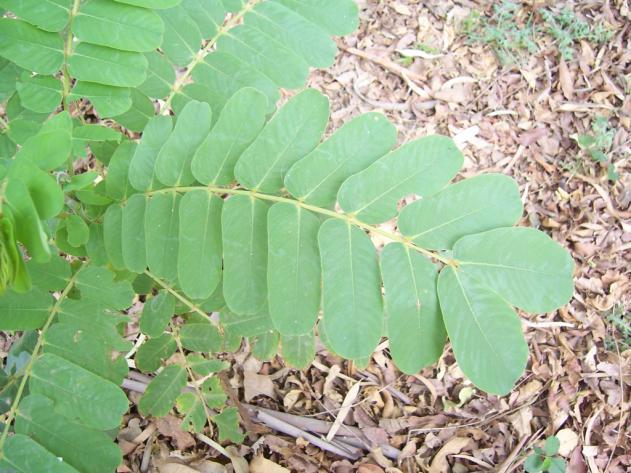 Cassia alata L. Family Caesalpiniaceae English name Ringworm shrub, Winged senna.