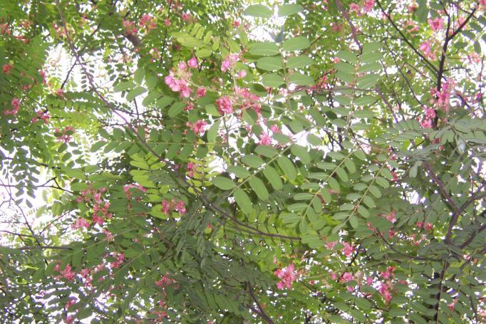 Cassia renigera Wall. Family-Caesalpiniaceae Hindi name- English name- Pink Cassia Location- Ekant Park, Bhopal Distribution- Throughout India. Description- A medium sized deciduous tree.