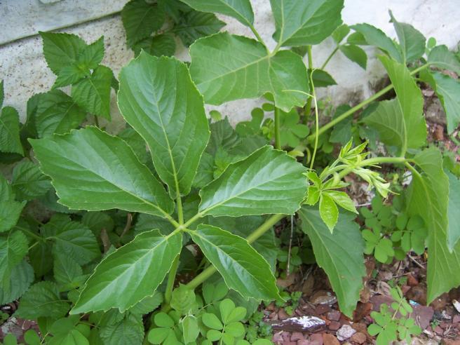 Cayratia pedata (Law.)Juss. Ex Gagnep. Family Vitaceae Hindi name- Suvaha, Godhapadi English name- Location - common Distribution- Throughiut India in evergreen forests.