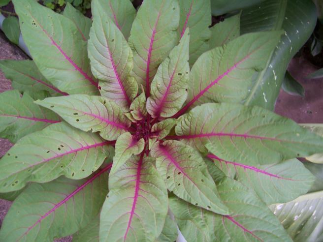 Uses- The whole plant of (excluding the roots) has low diuretic activity and has been a reputed remedy for cough, bronchitis, asthma, and joint pain and to check uterine reflexes. Celosia cristata L.