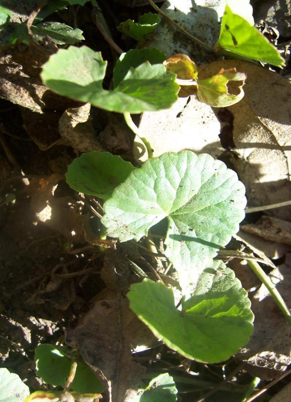 Centella asiatica (L.) Urban. Family Apiaceae Hindi name-brahmi English name- Asiatic Penny- wort Location- Common in Bhopal, Raisen & Vidisha.