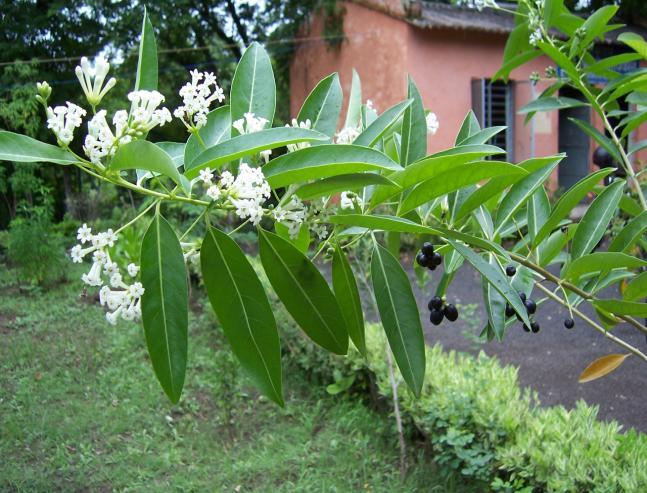 Cestrum diurnum L. Family Solanaceae Hindi name-din ka raja Location- Common in Bhopal, Raisen & Vidisha. Distribution- Throughout India. Description- Under shrub, erect,branches scandent.