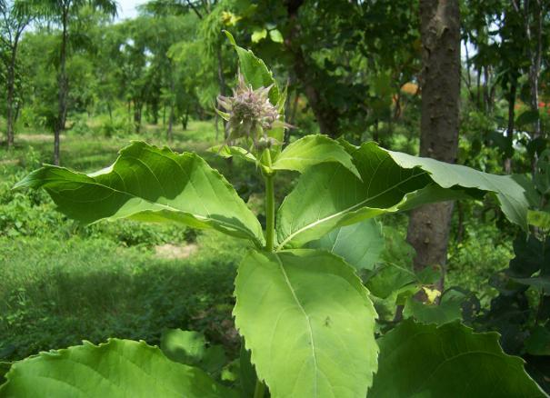 Clerodendrum serratum (L.) Family Verbenaceae Hindi name- English name- Location - common Distribution- India, Ceylon and the Malay Peninsula.